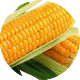 Kukuruza Nowości