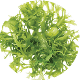 algi Seria Tibetan Herbs