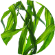 laminaria-japonica Maski Pudrowe