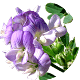 lucerna-siewna Seria Master Herb