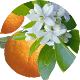 pomarańcza-gorzka Seria Master Herb