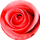 róża Seria Hainan Tao