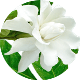 Gardenia-jasminowata Higiena intymna